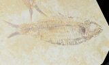 Multiple Knightia Fossil Fish - Green River Formation #48120-2